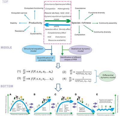 Integrative framework of multiple processes to explain plant productivity–richness relationships